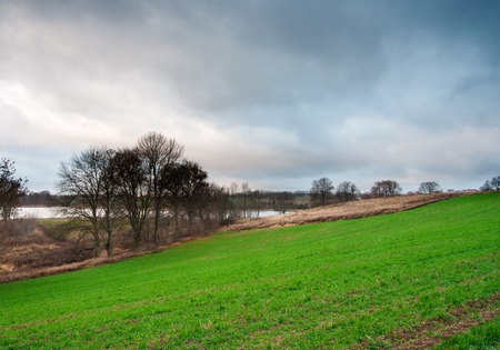Beautiful young cereal field landscapeの写真素材
