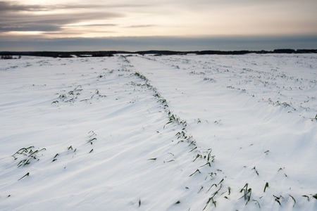 Winter field landscape with field covered by snow in Polandの写真素材