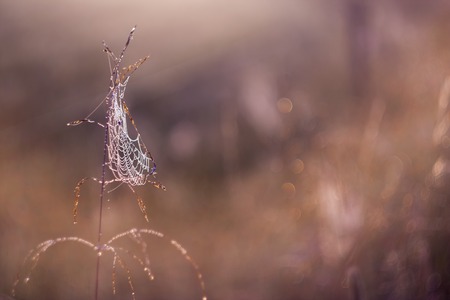Beautiful spider web on grass in sunset light