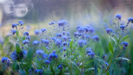 Beautiful blue forgetmentos flowers blooming in springtime