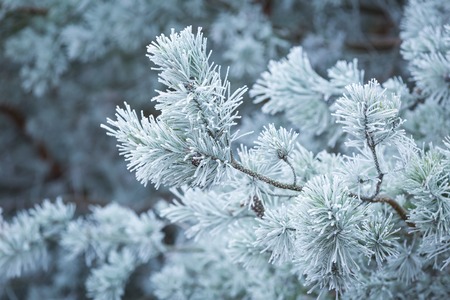 Beautiful frozen branches of trees in winter. Close up of trees in cold morning with frost.