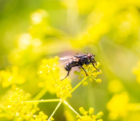 Fly sitting on dill flowers. Nature close upの写真素材