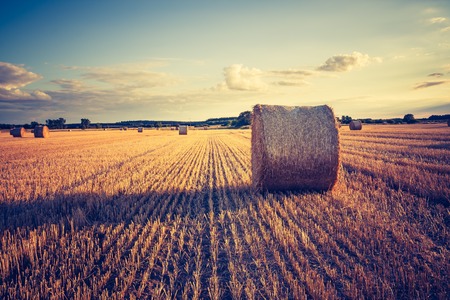 Beautiful field landscape with straw bales after harvest. Photo with vintage mood. Photographed in Poland.の写真素材
