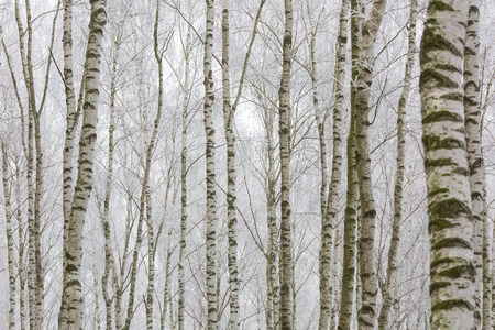 Frosty birch forest in winter. Polish rural countryside. Close up of birch trees trunksの写真素材