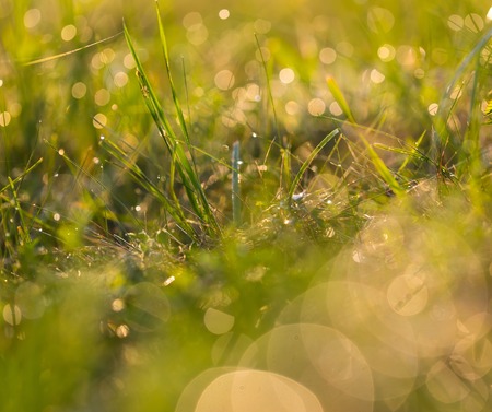 Close up of wet grass in summer morning. nature background