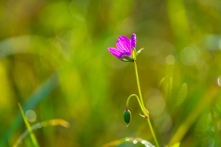Beautiful close up of pink cockle flower in summerの写真素材