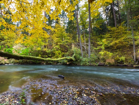 Beautiful landscape with wild river in autumnal forest. Wadag river in Poland, near Olsztyn city. Piece of landscape untouched by human hand. Tranquil scene with river.の写真素材