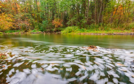 Beautiful landscape with wild river in autumnal forest. Wadag river in Poland, near Olsztyn city. Piece of landscape untouched by human hand. Tranquil scene with river.の写真素材