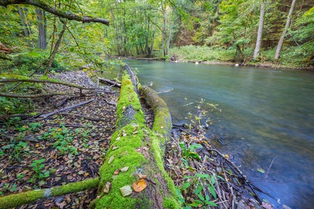 Beautiful landscape with wild river in autumnal forest. Wadag river in Poland, near Olsztyn city. Piece of landscape untouched by human hand. Tranquil scene with river.の写真素材