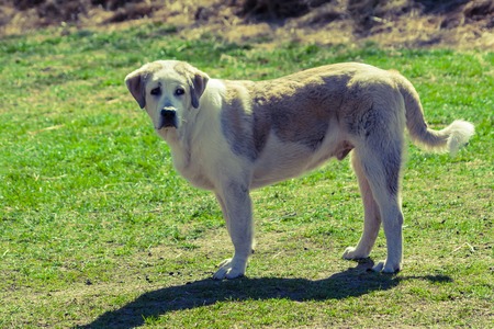 Dog standing on grass portait. Summertime backgroundの写真素材