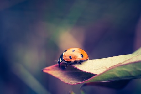 Beautiful red ladybug close up. Photo with vintage mood effectの写真素材