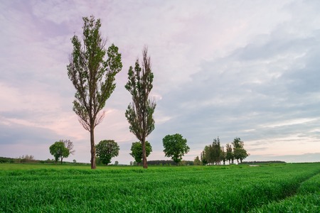 Beautiful early summertime landscape with sunset over green fieldの写真素材
