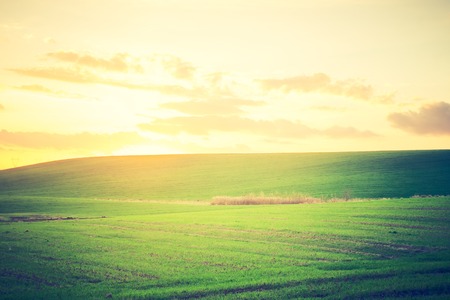 Beautiful young green field in autumn. Photo with vintage mood.の写真素材