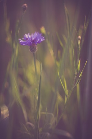 Beautiful close up cornflower in sunset light. Photo with vintage mood effect