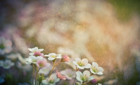 Beautiful small flowers growing in garden, photographed in sunset light. Photo with vintage mood.の写真素材