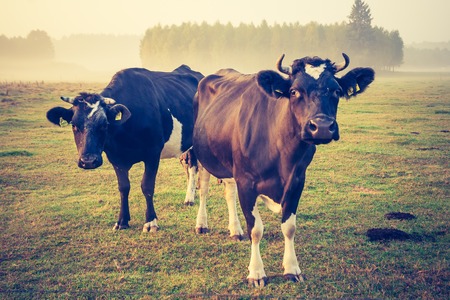 Beautiful morning landscape of pasture with cows. Photo with vintage mood effectの写真素材