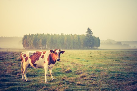 Beautiful morning landscape of pasture with cows. Photo with vintage mood effectの写真素材