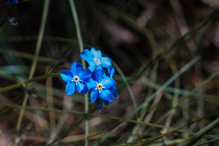 fresh blue forget-me-not flowers in the garden at springtimeの写真素材