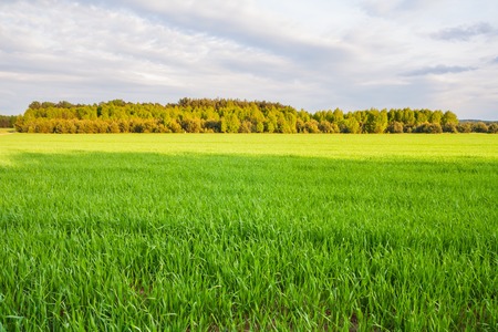 Beautiful early summertime landscape with sunset over green field