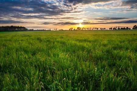 Beautiful early summertime landscape with sunset over green fieldの写真素材