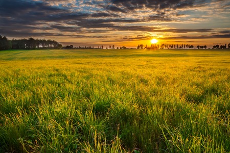 Beautiful early summertime landscape with sunset over green fieldの写真素材