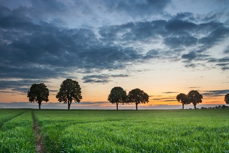 Beautiful early summertime landscape with sunset over green field