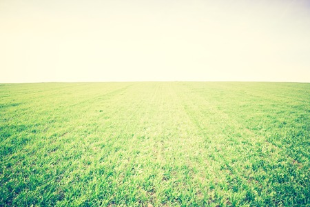 Beautiful young green field in autumn. Photo with vintage mood.の写真素材