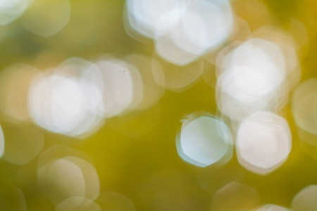 Beautiful nature bokeh soft color background photographed in forest.の写真素材