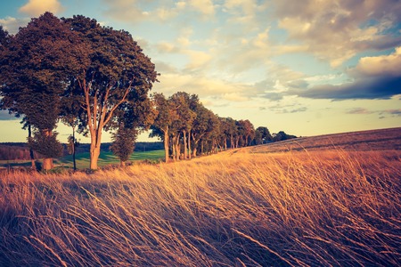 Landscape with withered grassland photographed in afternoon light. Photo with vintage mood effectの写真素材