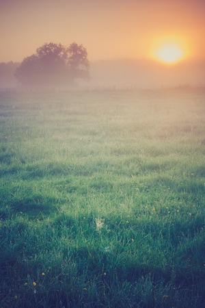 Beautiful photo of rural foggy meadow landscape photographed at sunrise. Landscape with vintage mood usefull as background.の写真素材