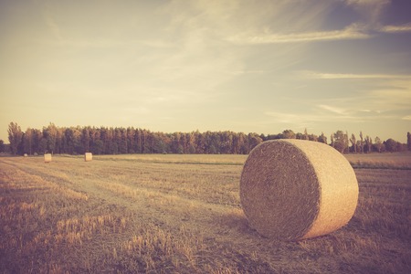 Vintage photo of straw bales on stubble field. After harvest landscape with old photo mood.の写真素材