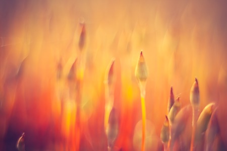 Beautiful close up of blooming moss. Photo with vintage mood effectの写真素材