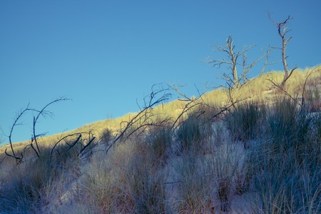 Plants on dunes, dead trees and straw growing on sands. Photographed in Slowinski National Park