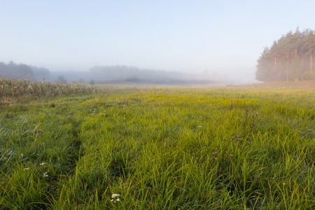 Beautiful sunrise over foggy meaodw. Tranquil landscape photographed on typical polish countryside. Grass and plants with dewdrops produce fog and haze under warm sunlight. Summer landscape. photographed with full frame camera and wide angle lens.の写真素材