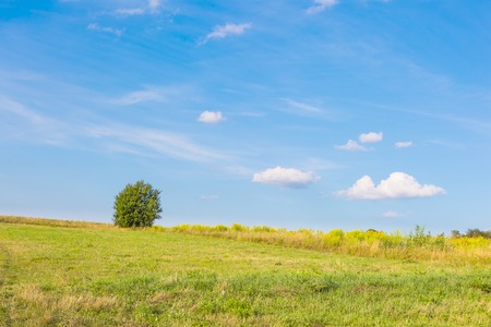 Beautiful green meadow with one tree under blue sky with clouds. Middle of the day polish rural landscape.の写真素材