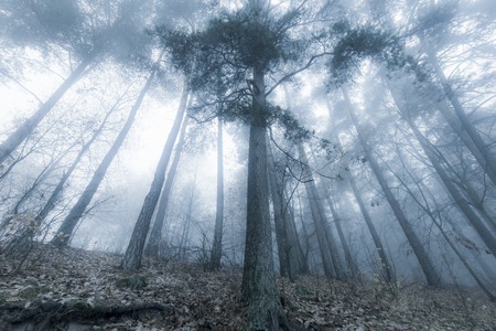 Beautiful autumnal landscape of foggy forest with fallen leaves and old tree trunks. Late autumn in polish forests. Tranquil colorful scene.の写真素材