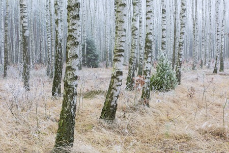 Frosty birch forest in winter. Polish rural countryside. Close up of birch trees trunksの写真素材