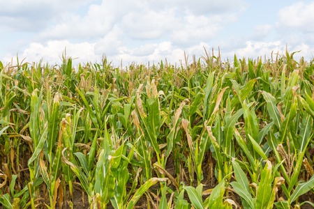 Beautiful green corn growing on field under blue sky with clouds. Close up of plants useful as...