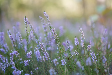 Beautiful blooming heather flowers in sunlight close up. Polish autumnal forest flowers.の写真素材