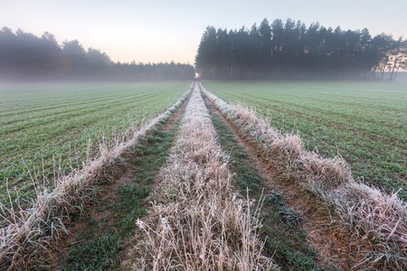 Beautiful landscape with autumnal frost at sunrise. Frozen plants on wild meadow and warm sunlight at cold morning. First signs of winter.の写真素材