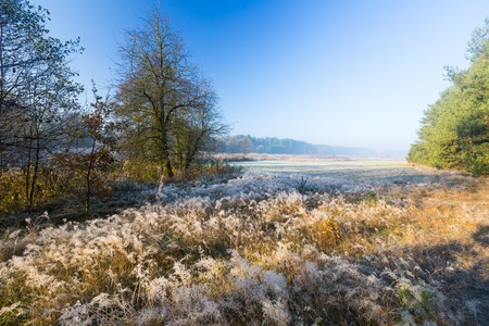 Beautiful landscape with autumnal frost at sunrise. Frozen plants on wild meadow and warm sunlight at cold morning. First signs of winter.の写真素材