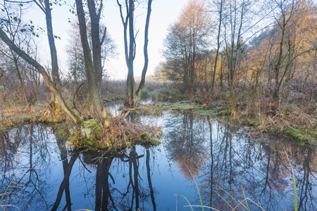Beautiful morning landscape of wetlands. の写真素材