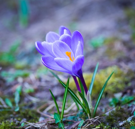 Beautiful violet crocuses flowers. First springtime flowers blooming. Early spring plants.の写真素材