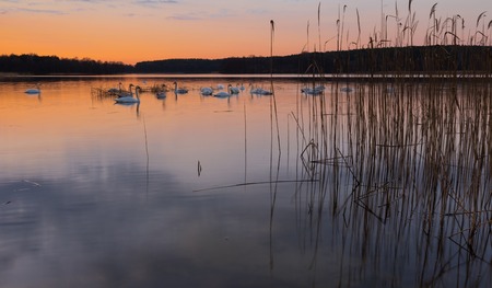 Beautiful lake after sunset with sky reflected in water. Polish lake landscape photographed in Mazury lake district. Place where swans sleeping.の写真素材