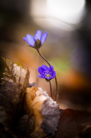 Beautiful blue springtime liverworts (hepatica nobilis) photographed in spring polish forestの写真素材