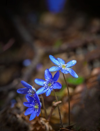 Beautiful blue springtime liverworts (hepatica nobilis) photographed in spring polish forestの写真素材