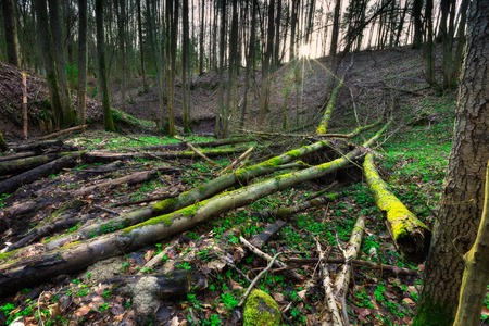 Forest wetlands. Beautiful green springtime landscape with old treesの写真素材