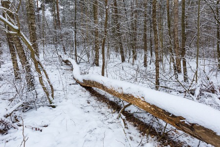 Beautiful landscape of snow covered trees in morning forest.の写真素材
