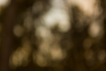 Out of focus lights in forest. defocused blurry bokeh background.の写真素材