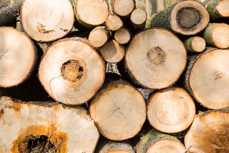 Felling in forest. abstract background of pilled tree trunks.の写真素材